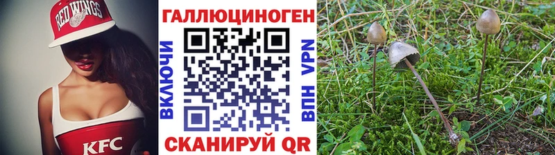 OMG вход Кирово-Чепецк Псилоцибиновые грибы Cubensis